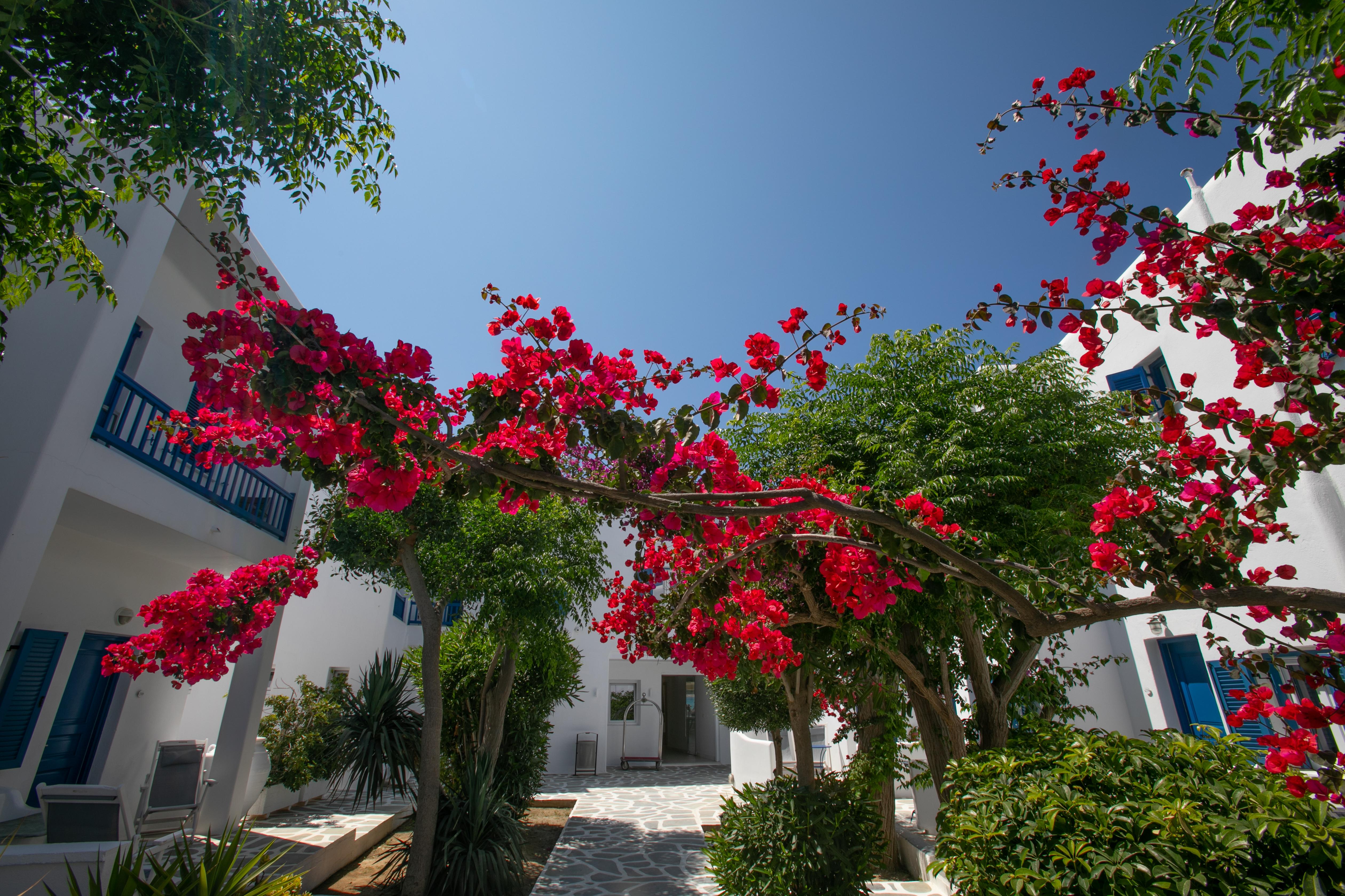 Acrogiali Beachfront Hotel Mykonos Platis Gialos Exterior foto